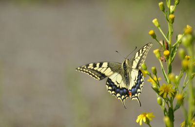 Close-up of butterfly on plant