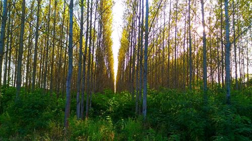 Trees growing in forest