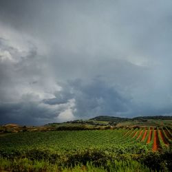 Scenic view of agricultural field against sky