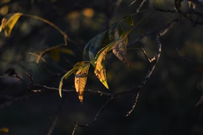 Close-up of plant against blurred background