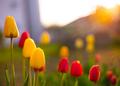 Close-up of yellow tulips on field