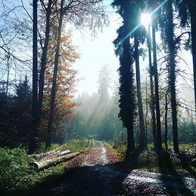 tree, sun, tranquility, the way forward, forest, tranquil scene, sunlight, nature, sunbeam, beauty in nature, lens flare, transportation, tree trunk, scenics, road, growth, diminishing perspective, non-urban scene, woodland, vanishing point