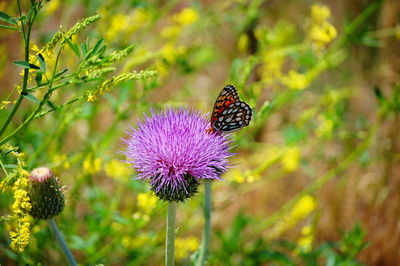 Close-up of butterfly perching on flower