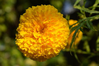 Close-up of yellow flower blooming outdoors