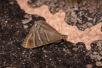 High angle view of insect on rock