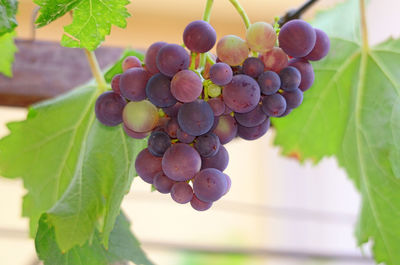 Close-up of grapes growing at vineyard
