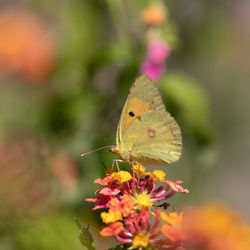 Close-up of butterfly pollinating on flower