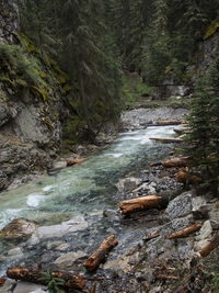 River flowing through forest