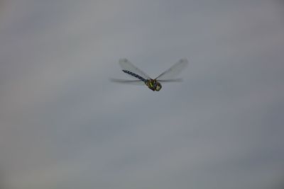 Close-up of insect buzzing against clear sky