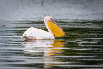Swan swimming in a lake