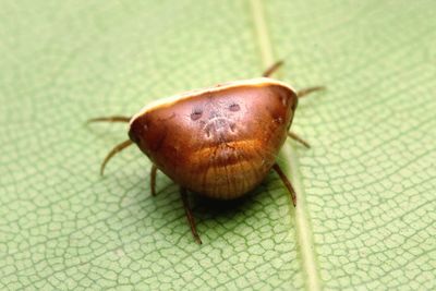 Close-up of insect