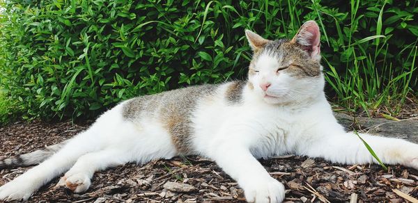 Cat resting on a field