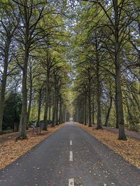 Road amidst trees