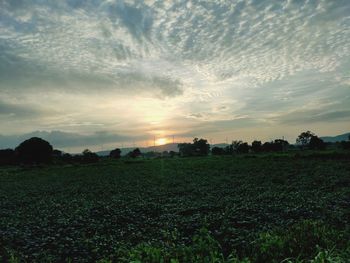 Scenic view of field against sky during sunset