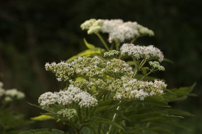 Close-up of flowering plant