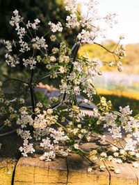 Close-up of white flowering plant on field