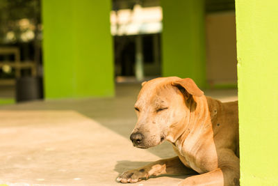 Close-up of a dog looking away