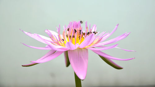 Close-up of pink water lily blooming outdoors 