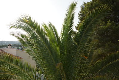 Close-up of palm tree against sky