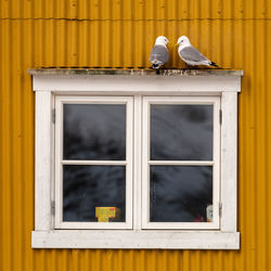 Seagulls perching on window