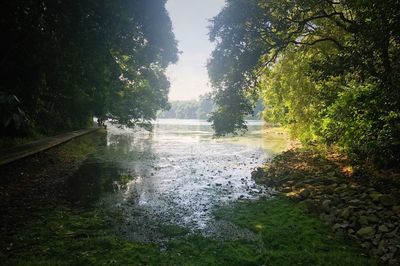 Scenic view of river in forest against sky