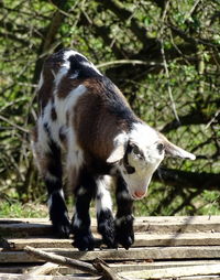 Kid goat on wood against tree