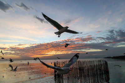 Seagulls flying over sea against sky during sunset