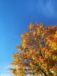 Low angle view of flower tree against sky