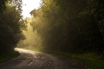 Empty road amidst trees in forest