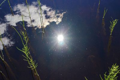 Close-up of plant against sky at night