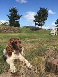 Dog on field against sky