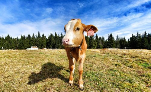 Cow standing in a field