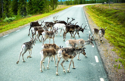 Flock of  deer in lapland walking on the road. 