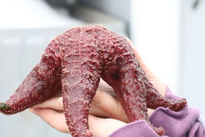 Cropped hand of woman holding seashell