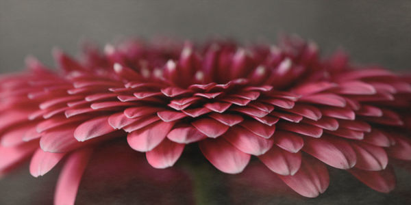 Close-up of pink dahlia