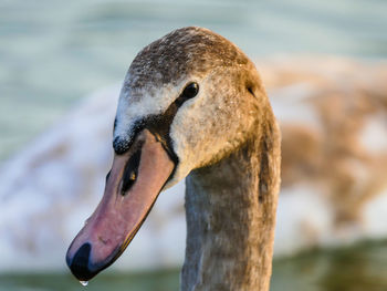 Close-up of a bird