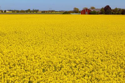 Scenic view of oilseed rape field