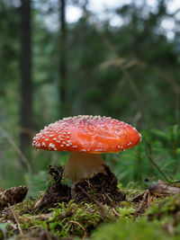 Close-up of fly agaric mushroom on field