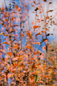 Close-up of plants growing outdoors