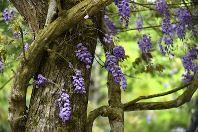 Close-up of purple flowering plants on tree trunk