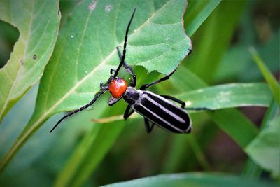 Close-up of insect on leaf