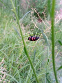 Close-up of ladybug on grass