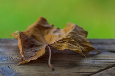 Close-up of dry maple leaves on table