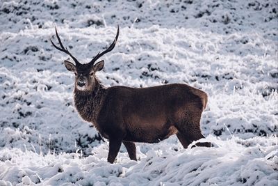 Portrait of deer standing on snowy field