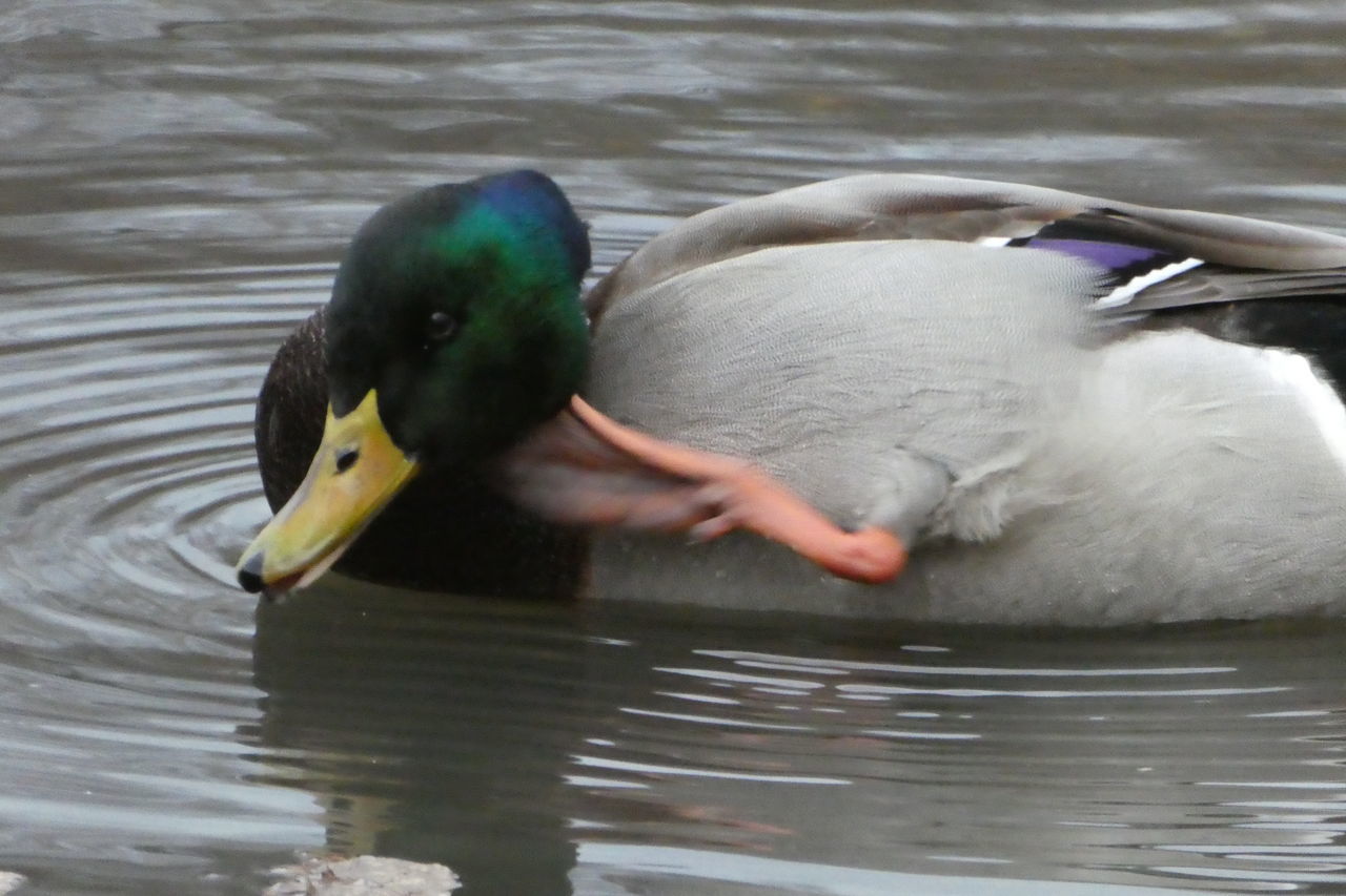 MALLARD DUCK SWIMMING IN LAKE