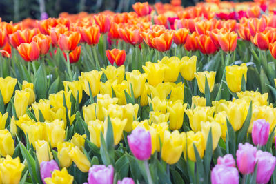 Close-up of multi colored tulips