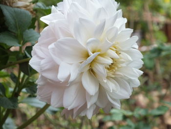 Close-up of white flowering plant in garden