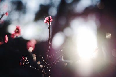 Close-up of flowers against blurred background
