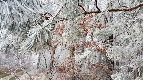 Close-up of snow covered pine tree