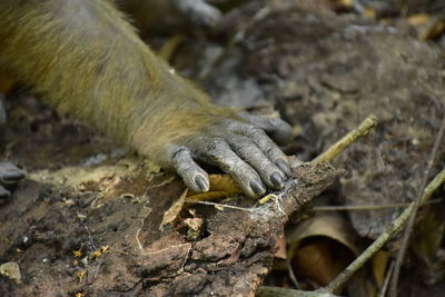 Close-up of monkey's hand